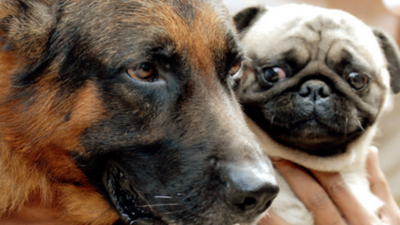 GNIDA set to roll out its new pet registration app in December