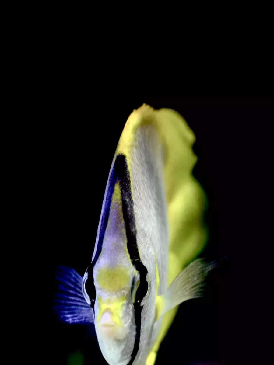 9 most amazing fish in the ocean | Times of India