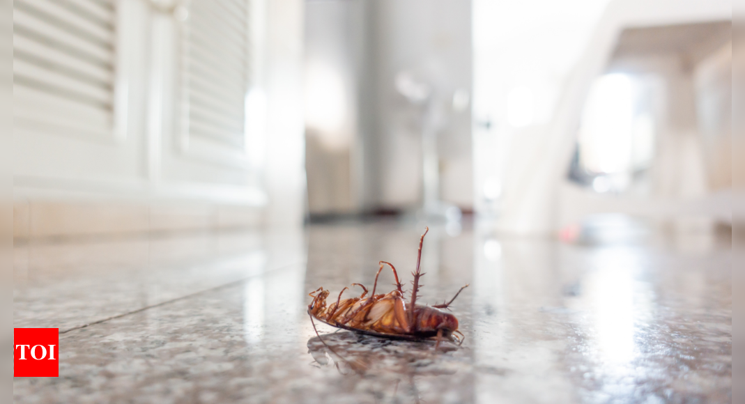 Those seemingly harmless cockroaches can cause deadly diseases