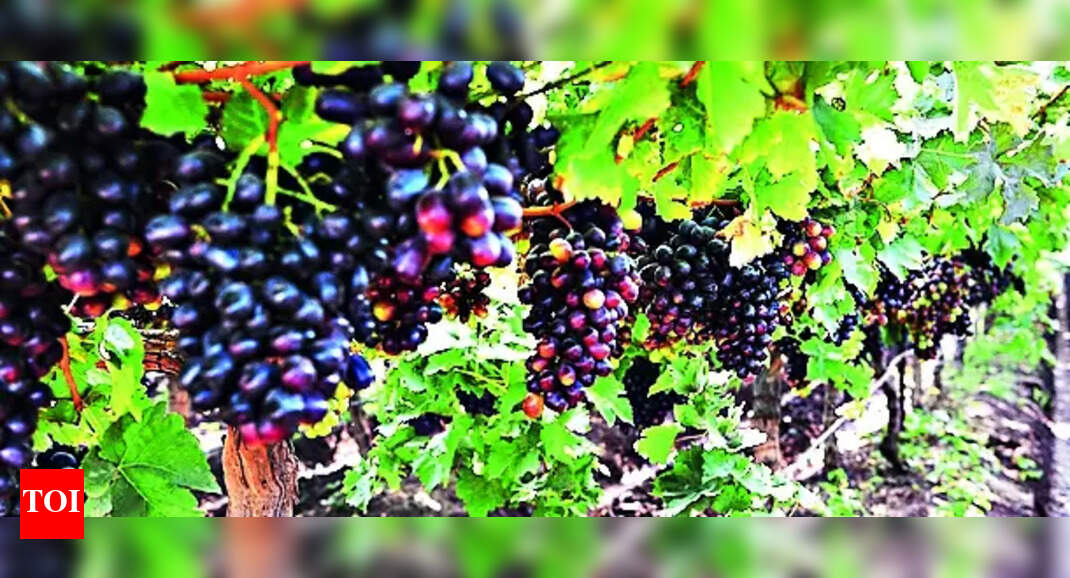 Grape Farmers: Horticulture Dept’s Help Sought To Fix Grape Farmers ...