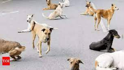 Stray Dogs: Girl, 8, Attacked By Stray Dogs In Agra, Succumbs To ...