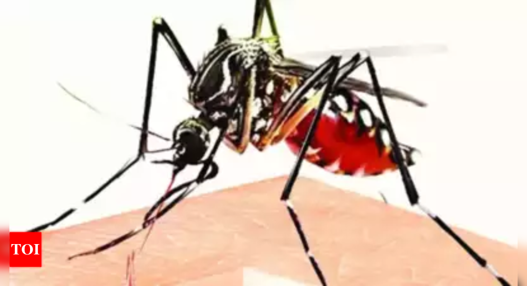14-fold increase in dengue cases in Bhopal, kids face higher risk - Times of India