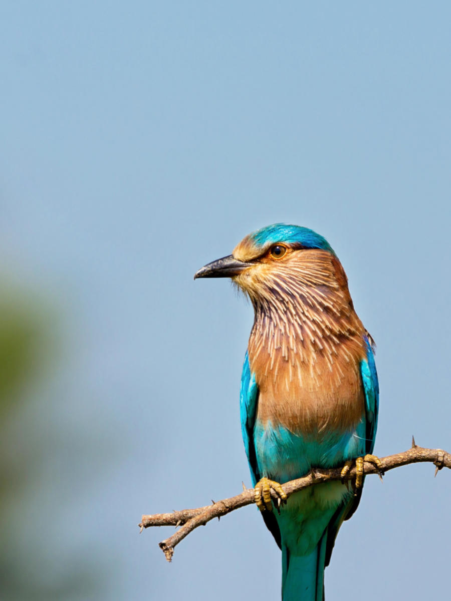 Neelkanth Sighting on Dussehra The ‘Auspicious’ Bird, the Myth, the