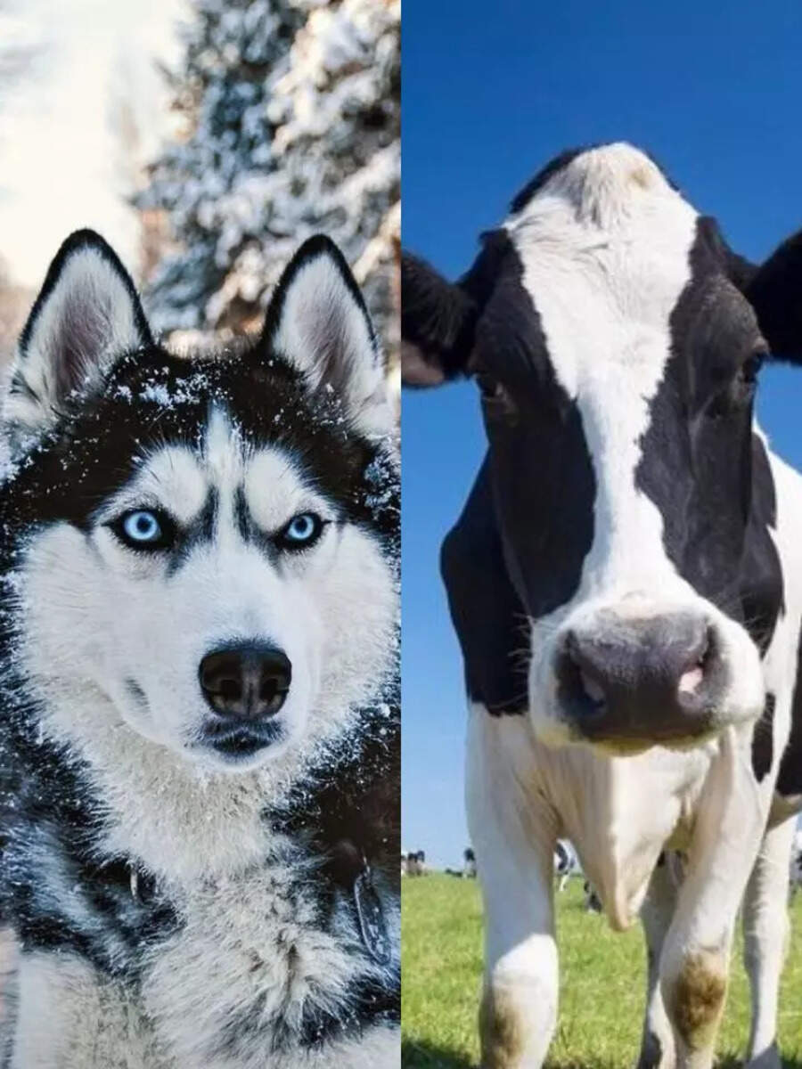 Top 5 Most Loyal Animals In The World Times Now