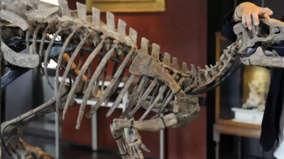 4 accused of illegally selling $1 million worth of dinosaur bones to China
