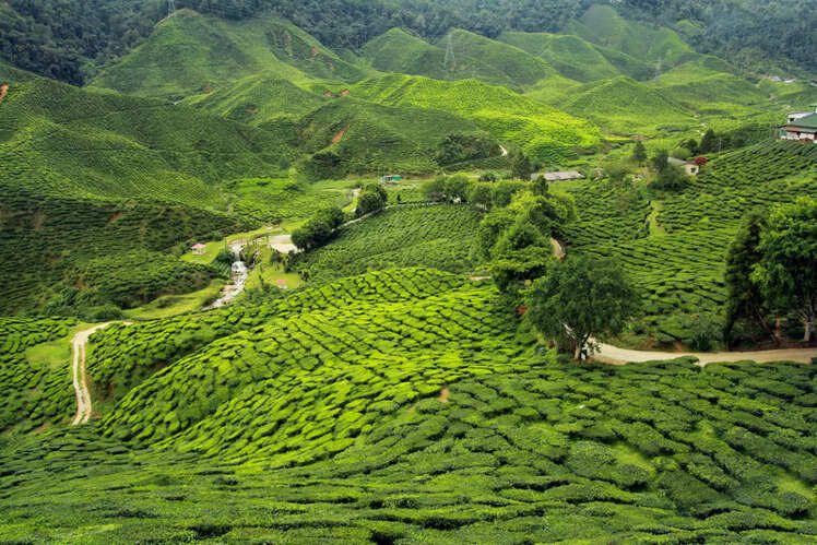 Tea garden tours