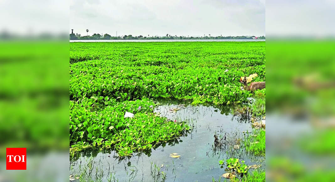 Ecology: Tambaram Corpn Deems Lake Water Potable, Residents Tell ...