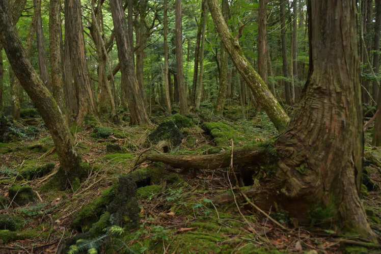 Aokigahara Forest, Japan