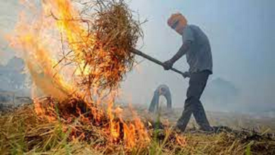 Stubble burning picks pace in Punjab; 50% less than last year
