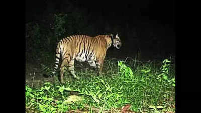 Tiger kills woman in Khatima, 7 dead in big cat attacks in 10 months