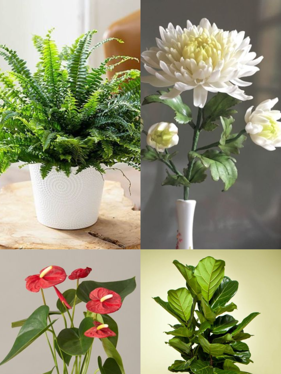 10 Indoor Plants that Are Good for Lung Health Times Now