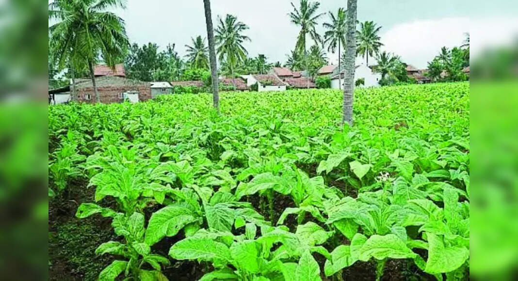 tobacco heating product List of heated tobacco products