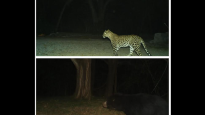 Andhra Pradesh: Leopard scare back to haunt trekking devotees at Tirumala