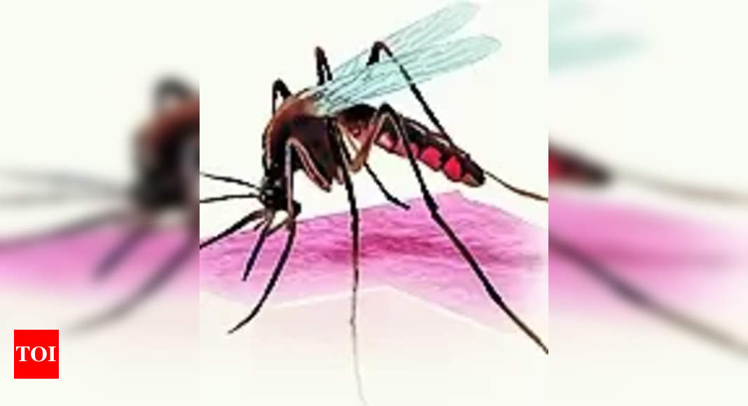 Rains over, but threat of dengue isn’t, says DSO - Times of India