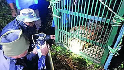 Tiger terror: Big cat captured in Nainidanda, sent to rescue centre