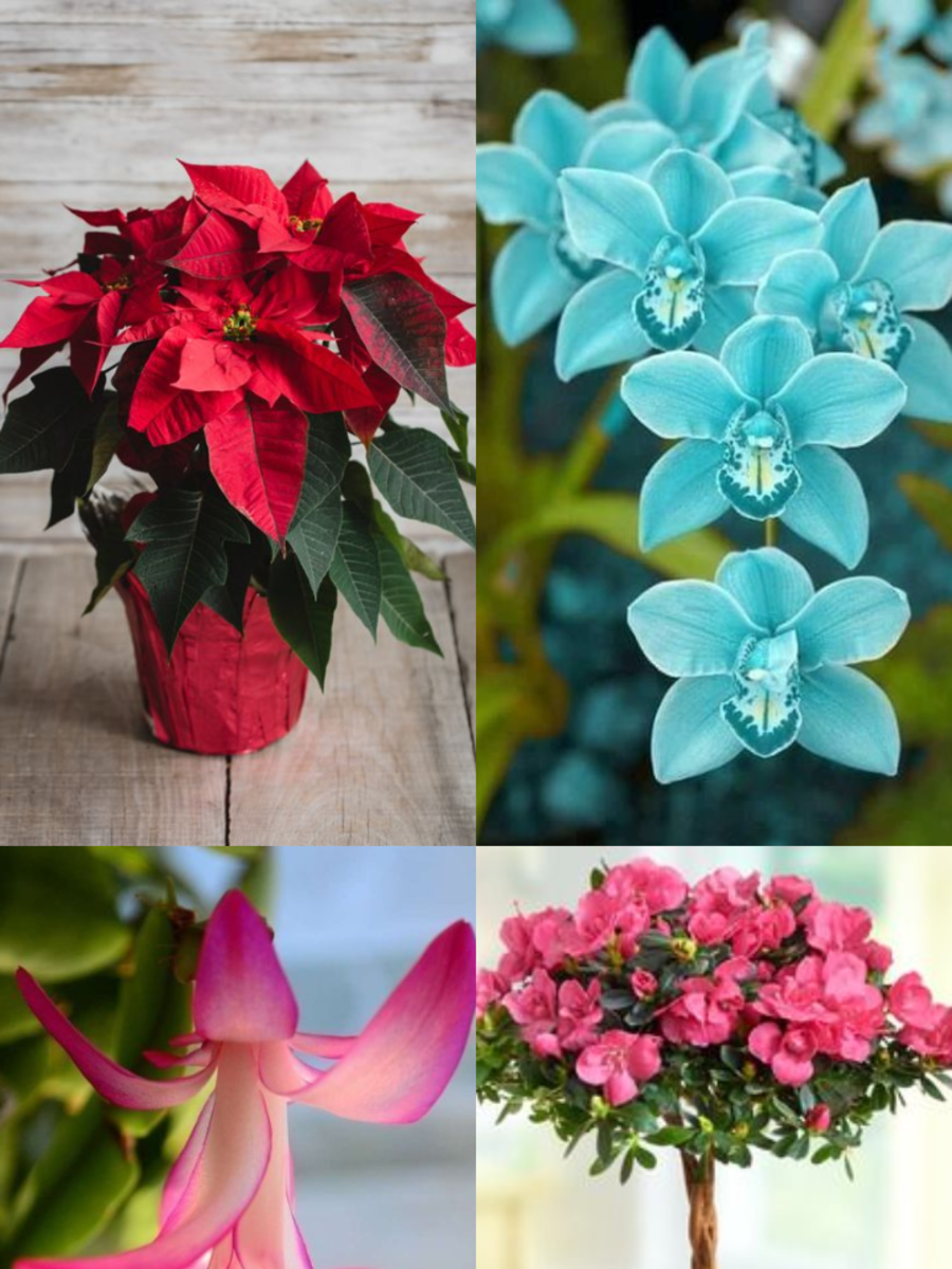 10 Best Flowering Plants to Brighten Up Your Home This Winter Times Now