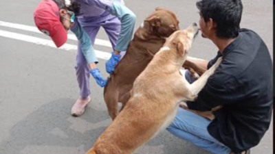 Good coordination helped in rabies vaccination drive for dogs, cats by BMC and animal activists