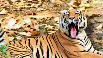 Tiger scare grips Srikakulam villages