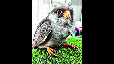 Drones, GPS devices to count Amur falcons in Manipur