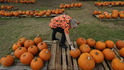 How extreme weather in the US may have affected the pumpkins you picked this year for Halloween