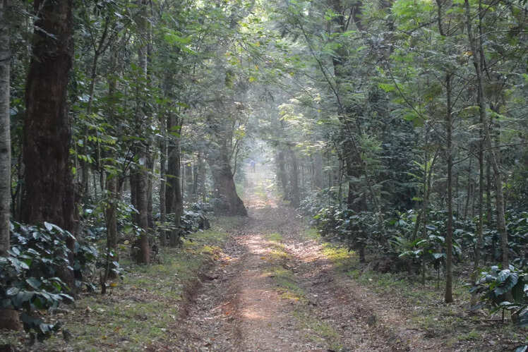 Biligiriranga Hills, Karnataka