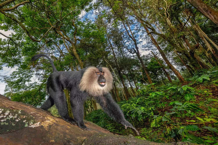 Silent Valley National Park, Kerala