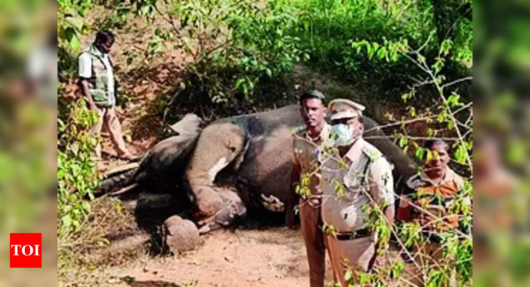 Jawalagiri Krishnagiri: Tusker Shot Dead In Jawalagiri | Salem News ...