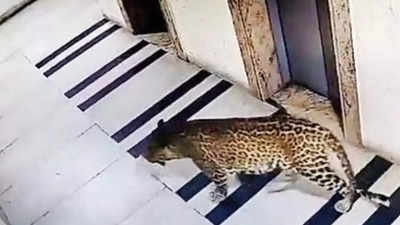 Leopard scare in Bengaluru residential area, citizens told not to venture out at night