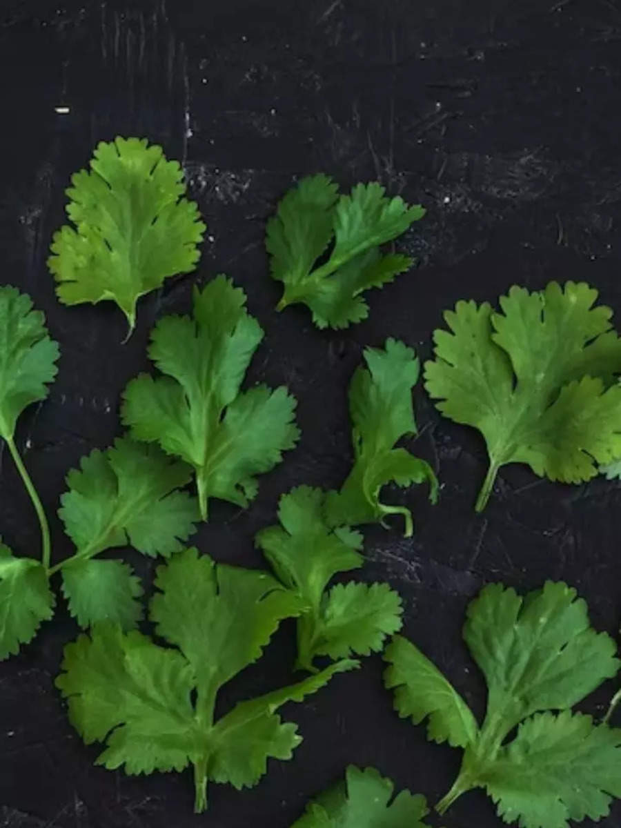 how to store coriander leaves for long how to dry and store coriander