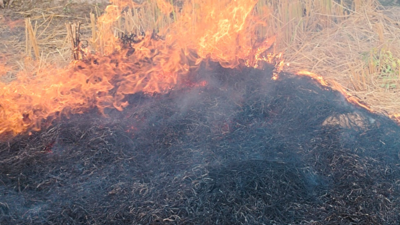 SC directs 5 states including Punjab to file affidavits on crop residue burning in a week