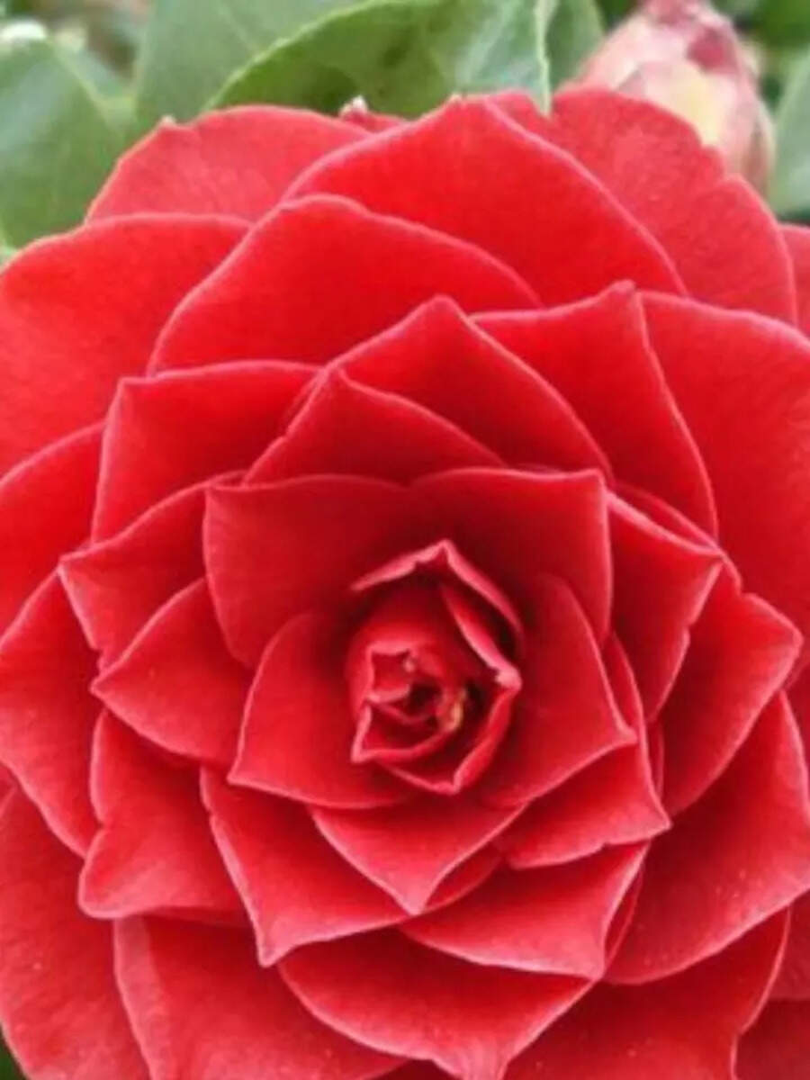 Middlemist Red The Rarest Flower On Earth In Pictures Times Now