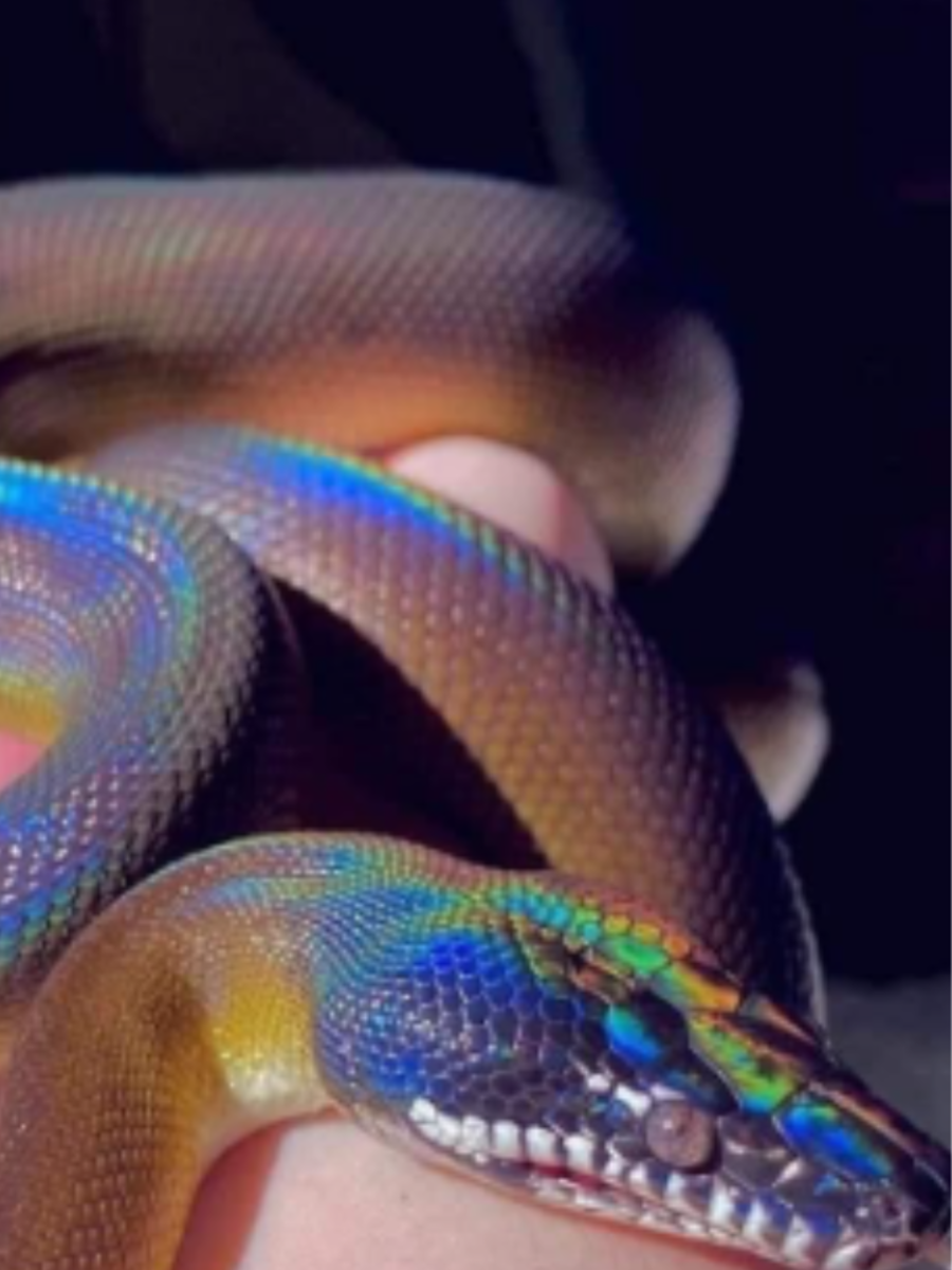 10 Most Beautiful Snakes In The World | Times Now