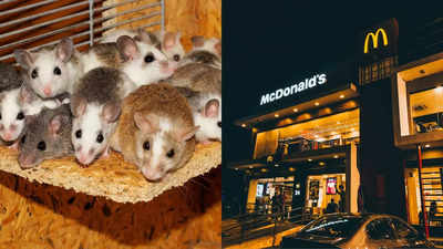 Horrifying! Man releases rats in a McDonalds, here's what happened next