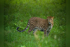 These are some of the best places to visit near Nagarhole in Karnataka