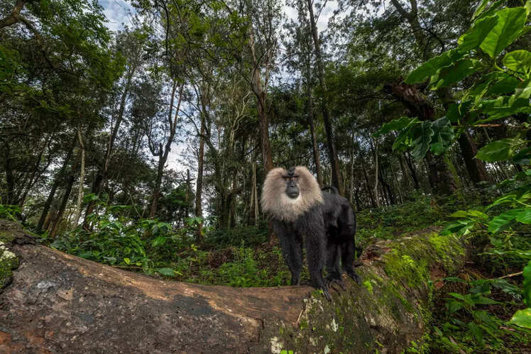 Mudumalai National Park