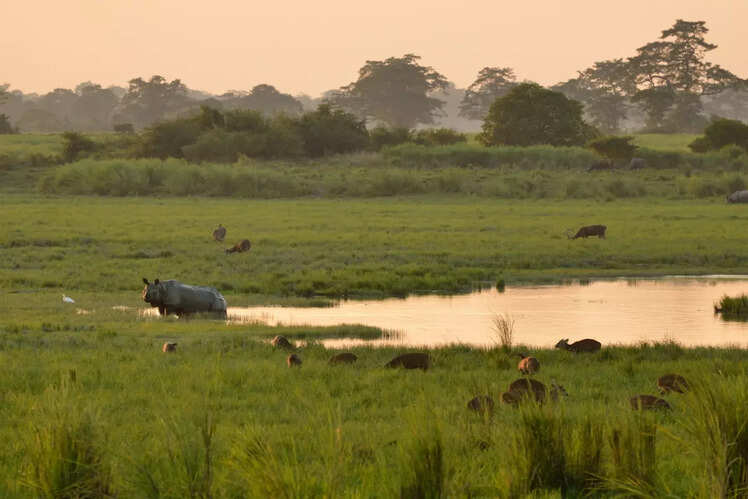 Kaziranga&rsquo;s biodiversity