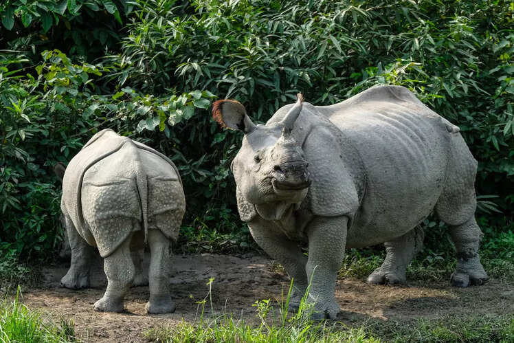 Indian one-horned rhinoceros
