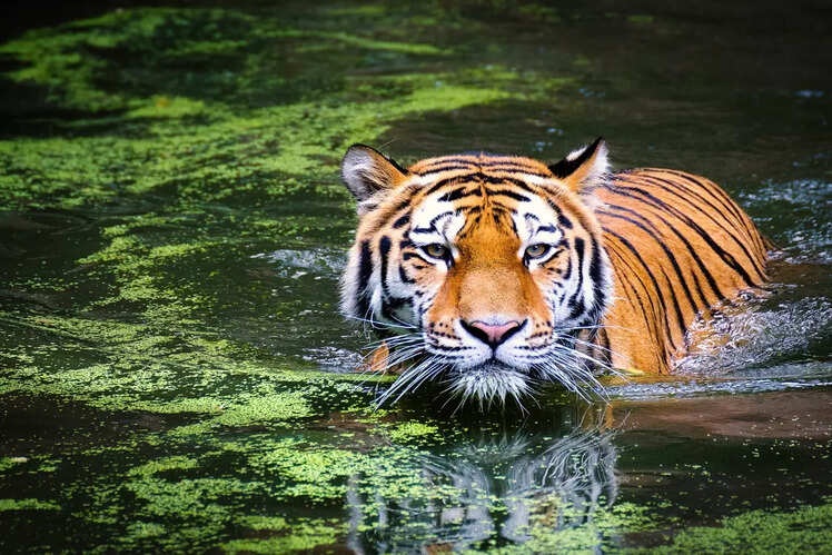 Tiger population