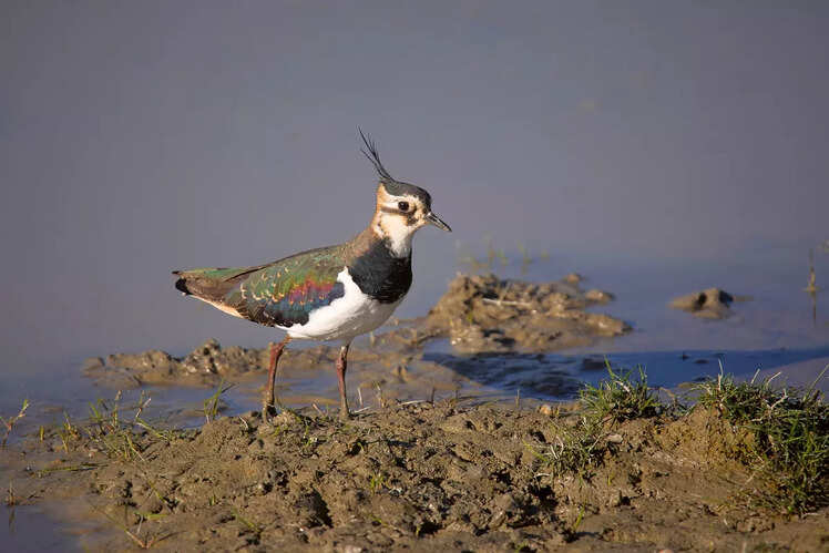 Birdwatching paradise
