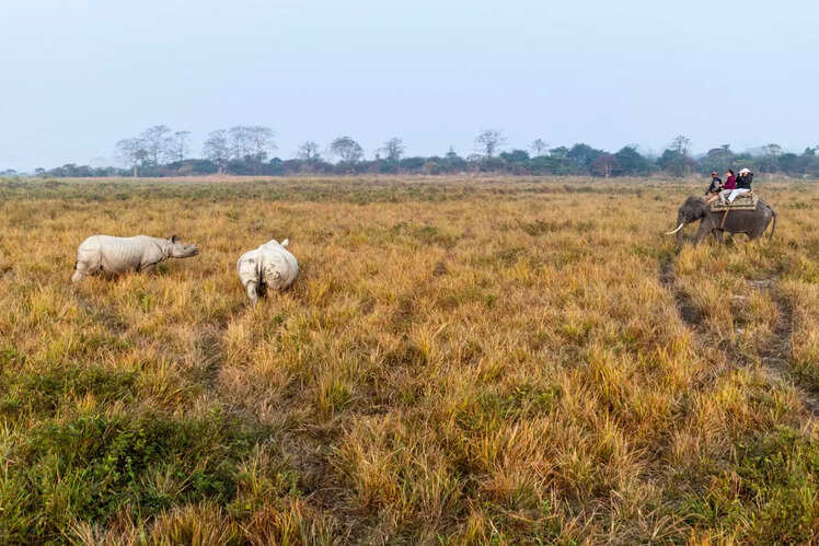 Elephant safaris at Kaziranga