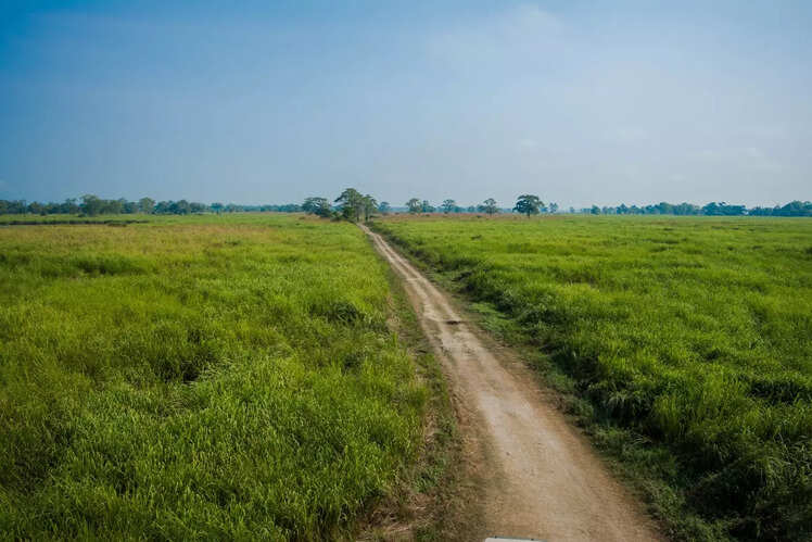 Jeep safaris at Kaziranga