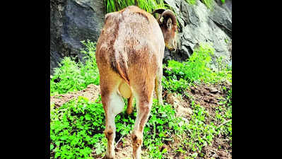 Forest dept to now study cause of lump disease among Nilgiri tahrs