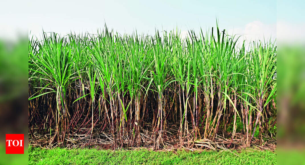 Sugar Mills South Maha Sugar Mills To Start Cane Crushing Today