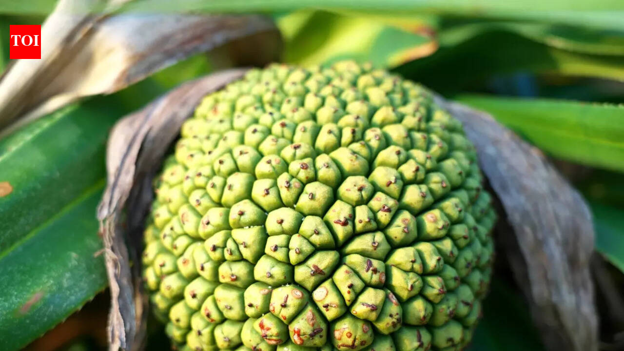 What is Kewra, its use in culinary preparations and when to add