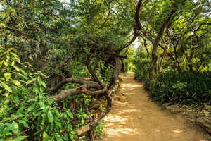 Forest pockets in Delhi perfect for a day out in nature