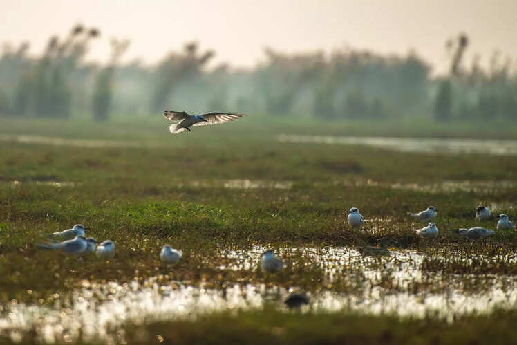Najafgarh Drain Bird Sanctuary