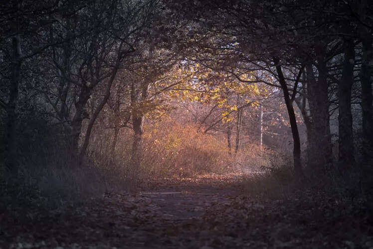 Mangar Bani Forest