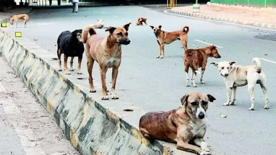 Rabies Vaccine: Committee in every ULB to review dog-bite cases - Times ...