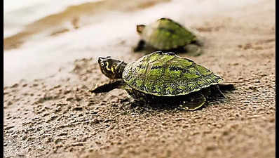 Turtle conservation gets a boost as 2K+ eggs hatch in western UP