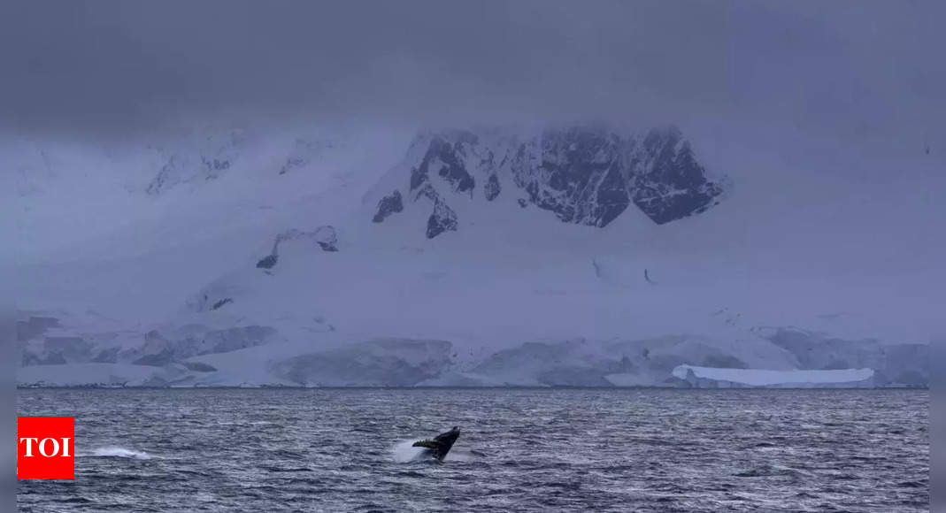 Southern Antarctic waters found to absorb as much heat as Atlantic, Pacific and Indian Ocean combined – Times of India